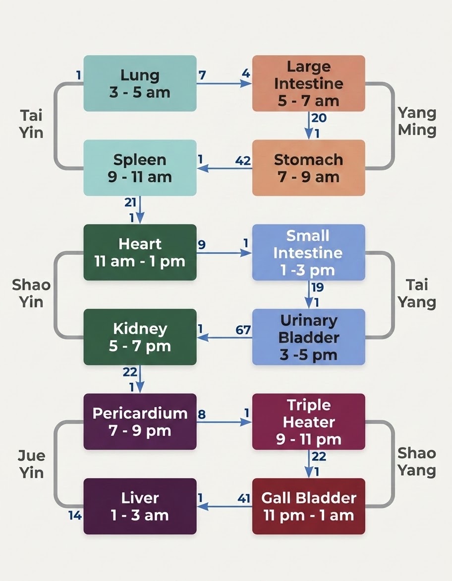 The 12-channel circulation sequence with organ clock times and point counts